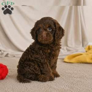 Joy, Cockapoo Puppy
